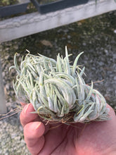 Load image into Gallery viewer, Tillandsia mitlaensis-Large Clusters