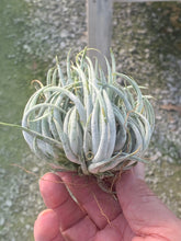 Load image into Gallery viewer, Tillandsia mitlaensis-Large Clusters