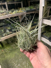 Load image into Gallery viewer, Tillandsia Ehlersiana Clump Large