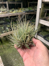Load image into Gallery viewer, Tillandsia Ehlersiana Clump Large