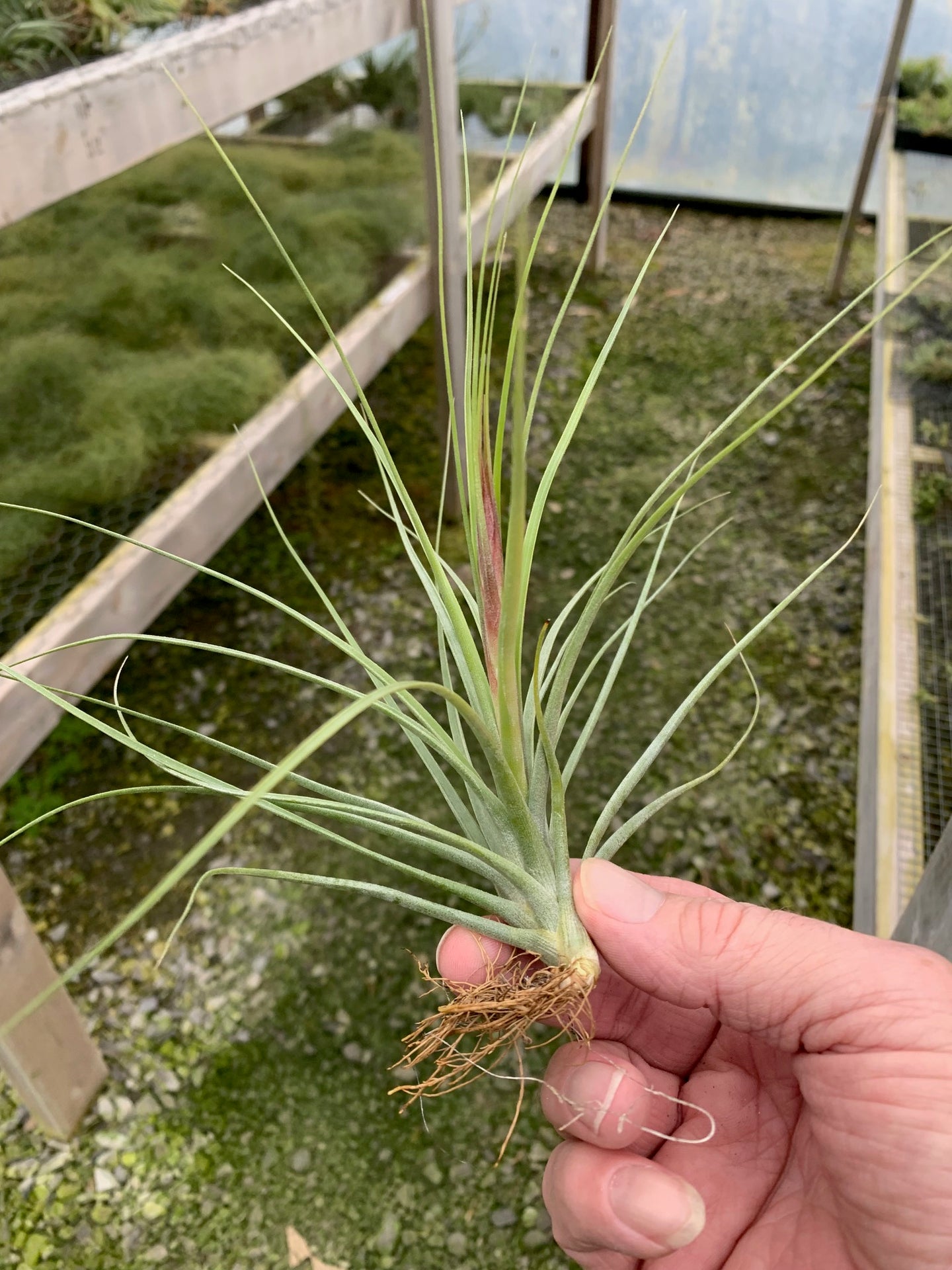 Tillandsia Juncea x Exserta