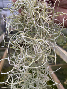Tillandsia usneoides- Curly Form