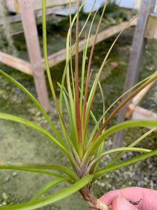 Tillandsia Narthecioides-Single plants