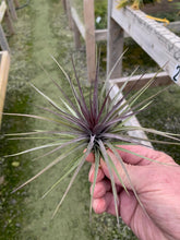 Load image into Gallery viewer, Tillandsia aeranthos &quot;The Purple&quot;