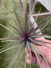 Load image into Gallery viewer, Tillandsia aeranthos &quot;The Purple&quot;