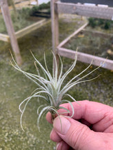 Load image into Gallery viewer, Tillandsia tectorum -Small Single Plants