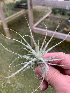 Tillandsia tectorum -Small Single Plants