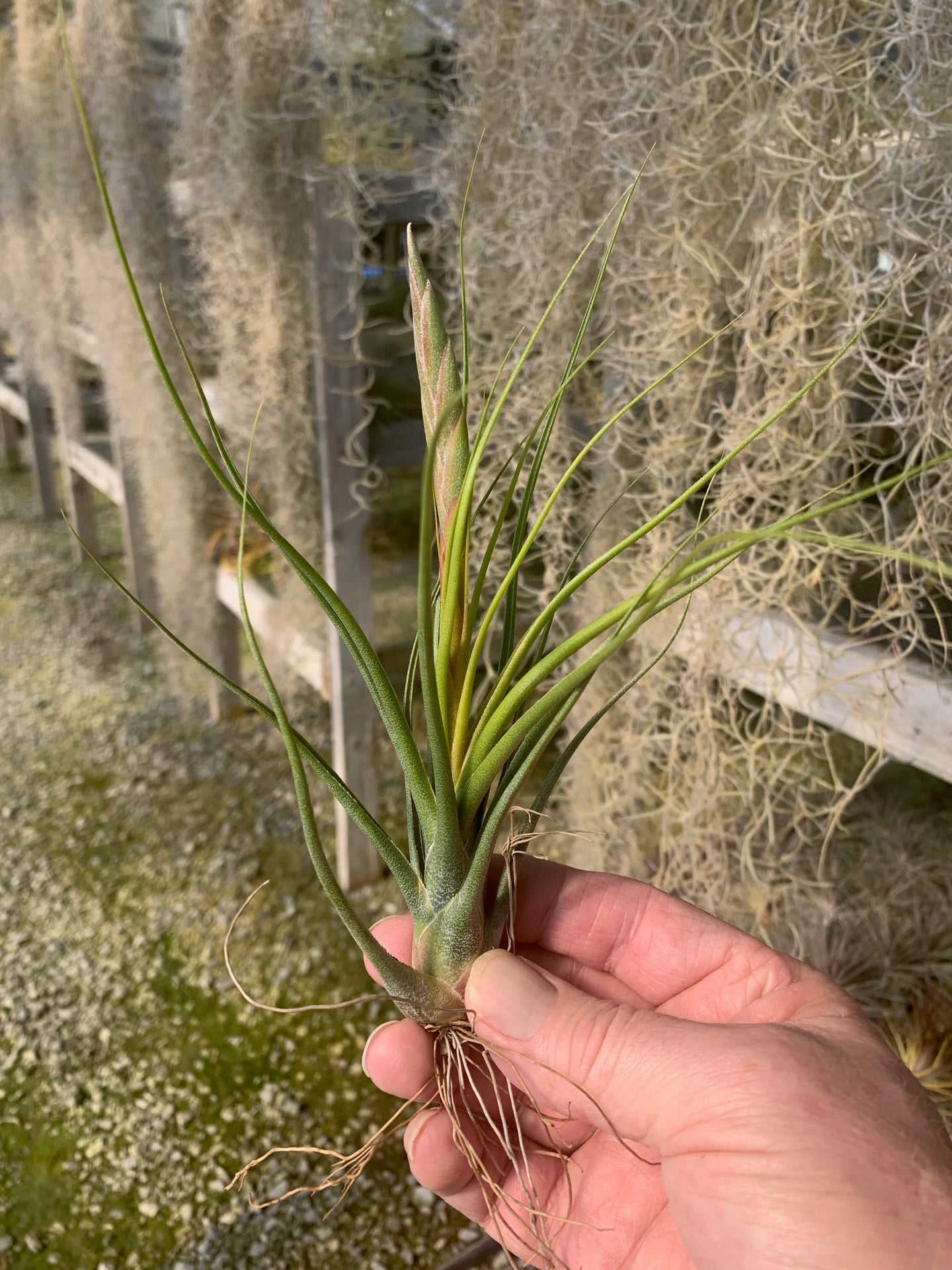 Tillandsia Butzii x pruinosa