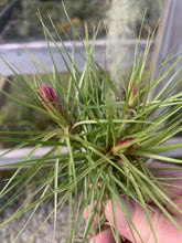 Load image into Gallery viewer, Tillandsia tenuifolia Fine Leaf Clump