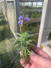 Load image into Gallery viewer, Tillandsia Neglecta Giant