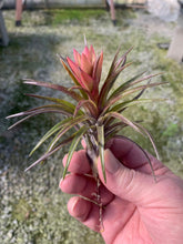 Load image into Gallery viewer, Tillandsia Neglecta Red Giant