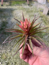 Load image into Gallery viewer, Tillandsia Neglecta Red Giant