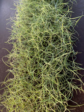 Load image into Gallery viewer, Tillandsia usneoides- Fine Green Form