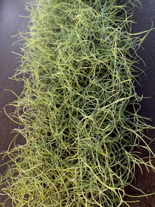 Tillandsia usneoides- Fine Green Form