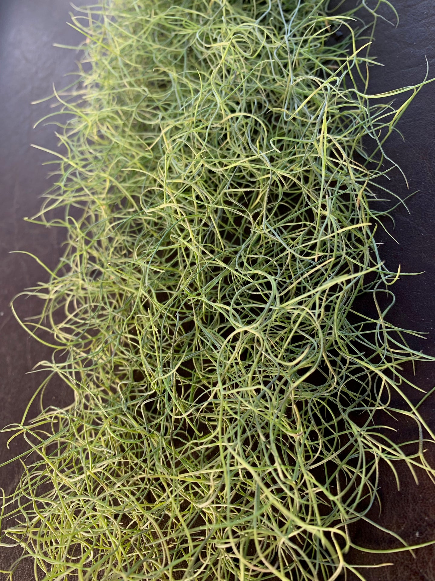 Tillandsia usneoides- Fine Green Form