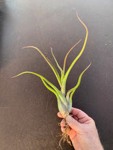Load image into Gallery viewer, Tillandsia Caput Purple x Juncifolia-In Bud!