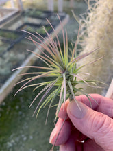 Load image into Gallery viewer, Tillandsia tenuifolia Open Form