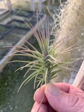 Load image into Gallery viewer, Tillandsia tenuifolia Open Form