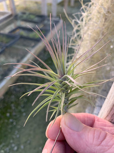 Tillandsia tenuifolia Open Form