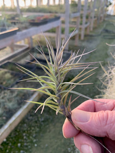 Tillandsia tenuifolia Open Form