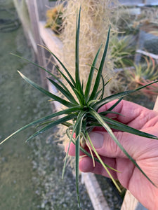 Tillandsia Neglecta x Stricta -Single Plants