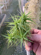Load image into Gallery viewer, Tillandsia Aeranthos &quot;Green Gem&quot;