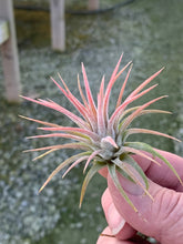 Load image into Gallery viewer, Tillandsia Ionantha Mexican-Small Plants