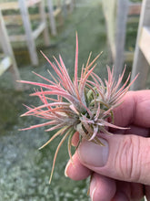 Load image into Gallery viewer, Tillandsia Ionantha Mexican-Small Plants