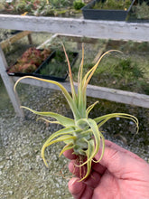 Load image into Gallery viewer, Tillandsia Diguetii-