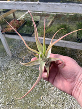 Load image into Gallery viewer, Tillandsia Diguetii-