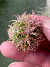 Load image into Gallery viewer, Tillandsia ionantha &quot;Mini Mouse&quot;