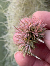 Load image into Gallery viewer, Tillandsia ionantha &quot;Mini Mouse&quot;
