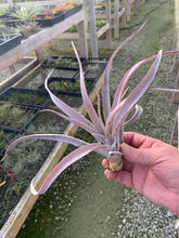 Load image into Gallery viewer, Tillandsia Chiapensis Gigantesco Large