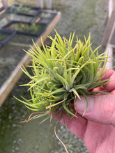 Load image into Gallery viewer, Tillandsia Ionantha Blue Eyed Druid Clump