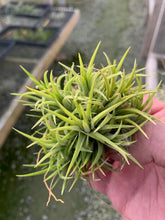 Load image into Gallery viewer, Tillandsia Ionantha Blue Eyed Druid Clump