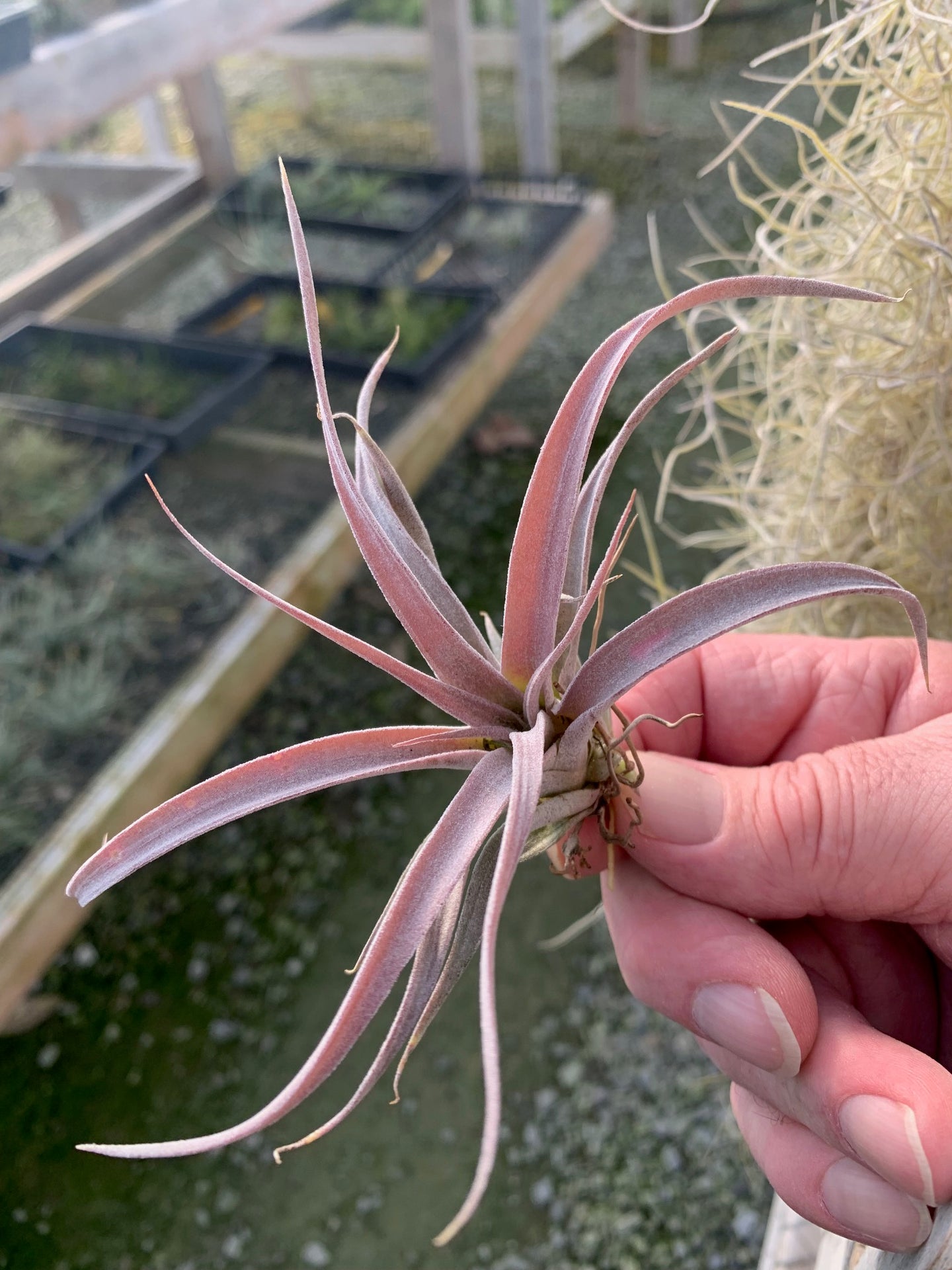 Tillandsia Chiapensis Gigantesco Small