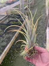 Load image into Gallery viewer, Tillandsia Callichroma - Medium Single Plant
