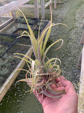 Load image into Gallery viewer, Tillandsia Callichroma - Medium Single Plant