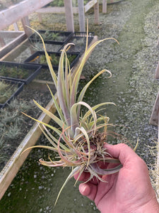 Tillandsia Callichroma - Medium Single Plant