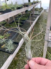 Load image into Gallery viewer, Tillandsia &quot;King Kong&quot;-Butzii x Ionantha