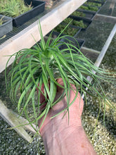 Load image into Gallery viewer, Tillandsia Stricta Cousin It