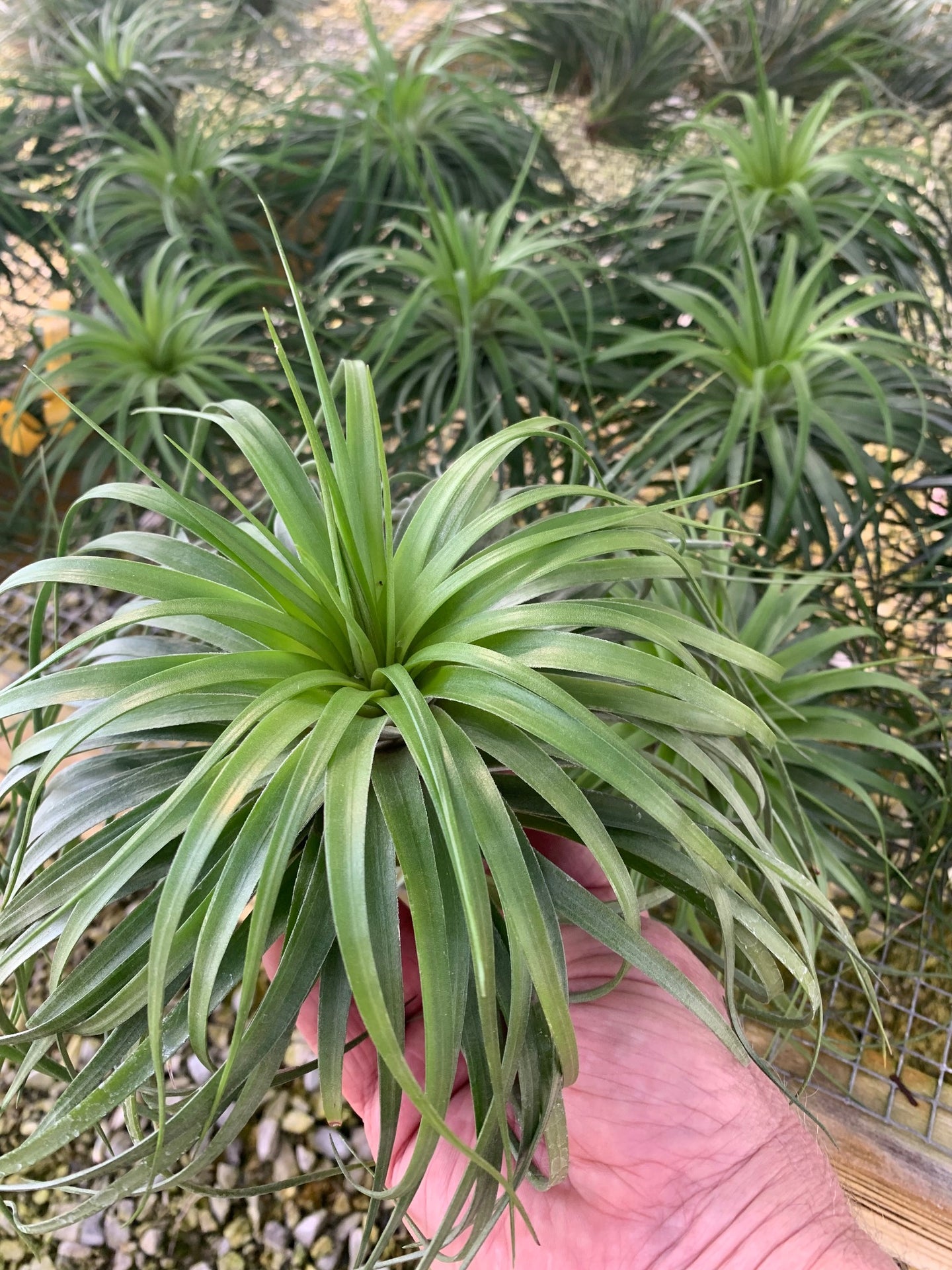 Tillandsia Stricta Cousin It