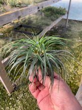 Load image into Gallery viewer, Tillandsia Stricta Moonglow