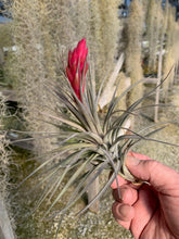Load image into Gallery viewer, Tillandsia Aeranthos Purple Leather- Large Plants in Bud