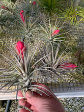 Load image into Gallery viewer, Tillandsia Aeranthos Purple Leather- Large Plants in Bud