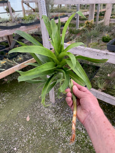 Tillandsia Rubella -Large Plants