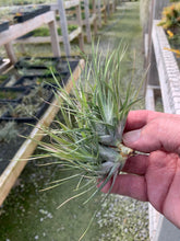 Load image into Gallery viewer, Tillandsia stricta v. compacta-Single Plants