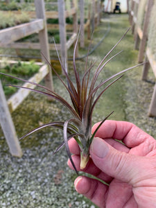 Tillandsia Tenuifolia v. Amethyst-Medium Plants