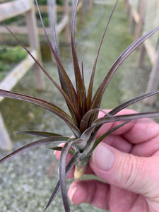 Tillandsia Tenuifolia v. Amethyst-Medium Plants