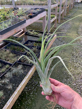 Load image into Gallery viewer, Tillandsia &quot;Merlin&quot;-(pseudobaileyi x streptophylla)